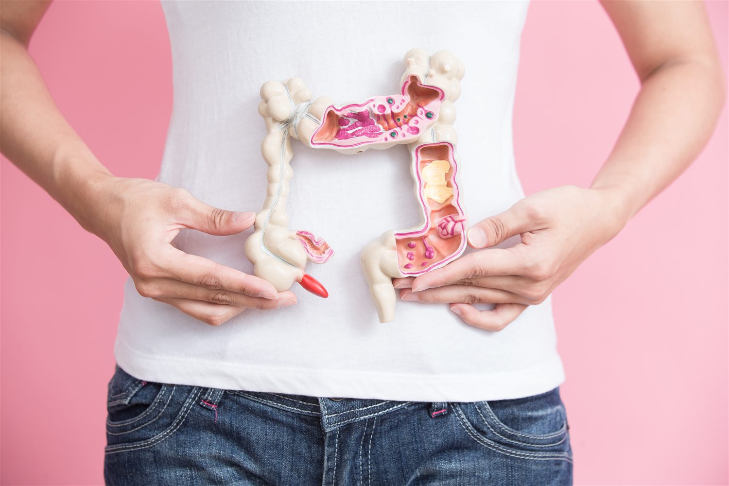 A person holding a model of the colon against their stomach