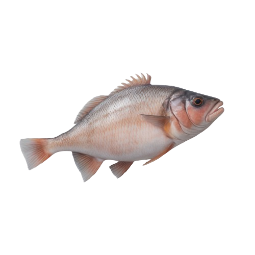 Wild Alaskan Halibut fillets