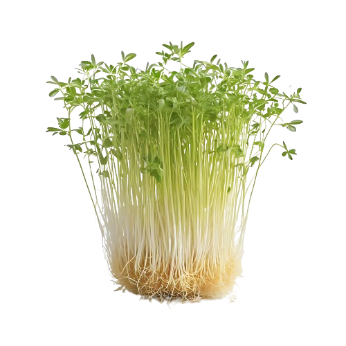 Alfalfa Sprouts, or broccoli sprouts or microgreens
