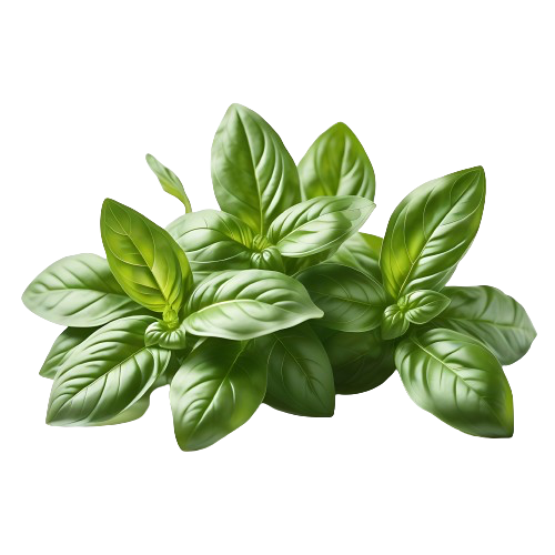 basil