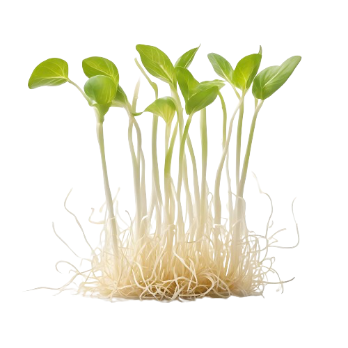 bean sprouts