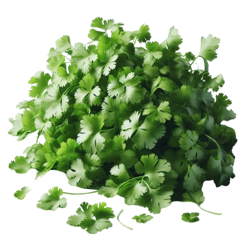 cilantro