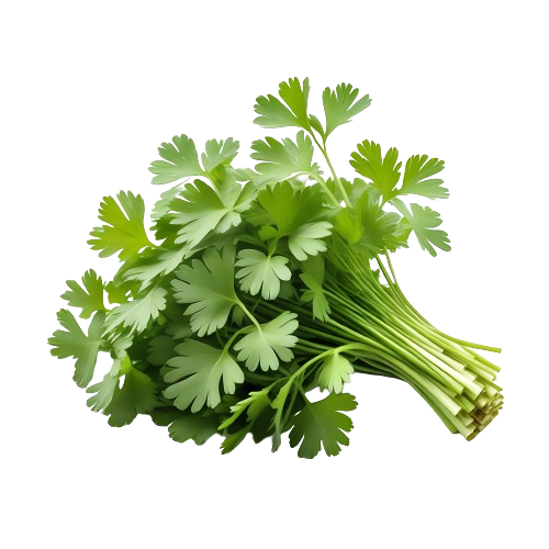coriander