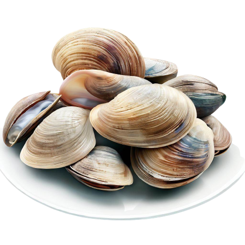 clams
