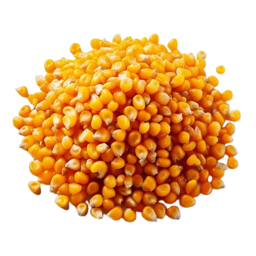sweet corn kernels