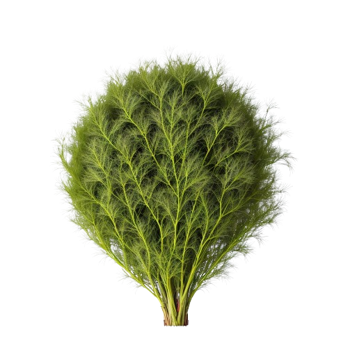 Dill