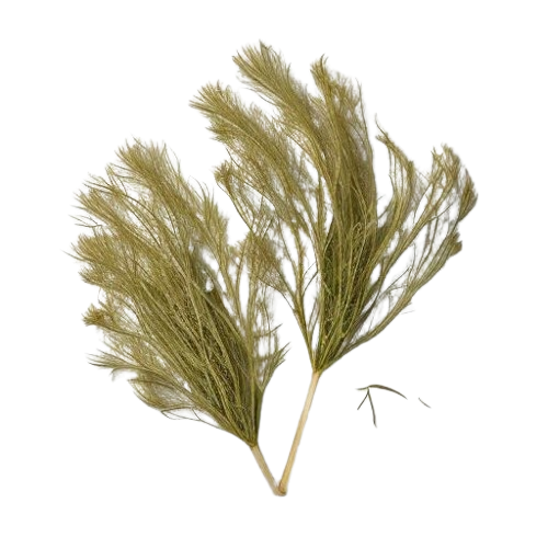 dried dill