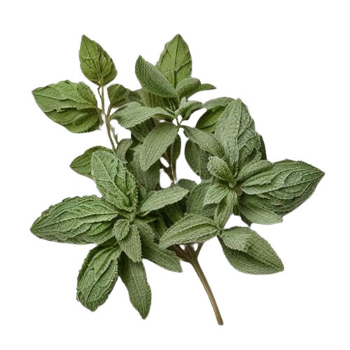 dried marjoram