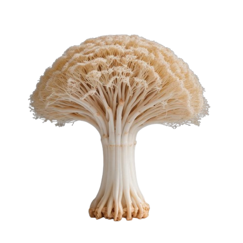 Enoki mushrooms