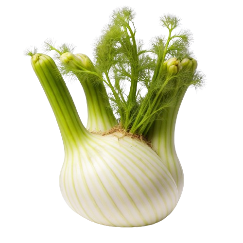 fennel
