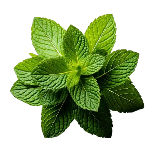 fresh mint