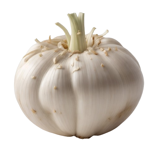garlic