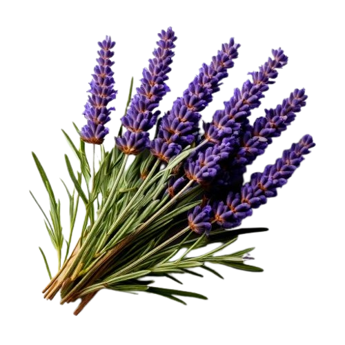 Lavender, dried buds