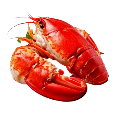 lobster meat