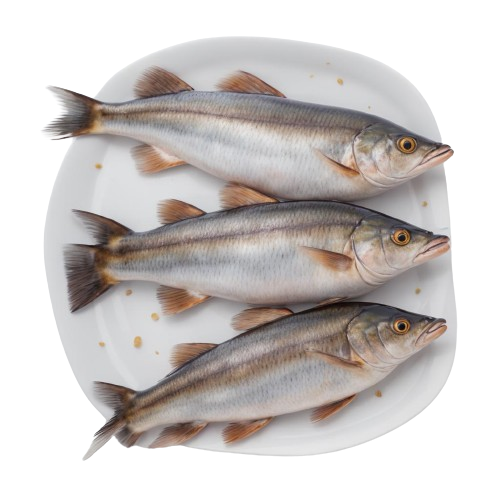 wild mackerel