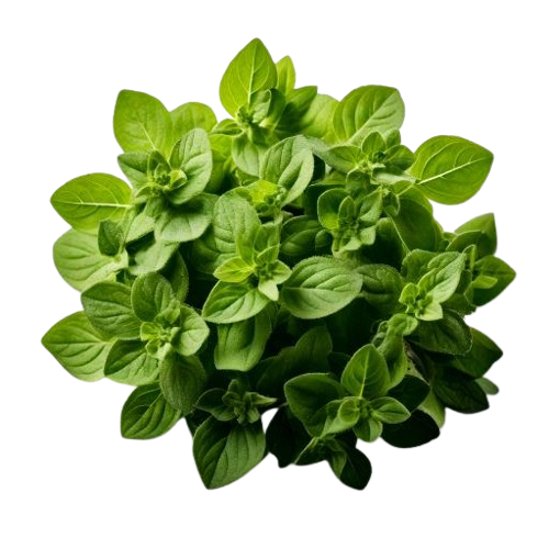 Fresh oregano