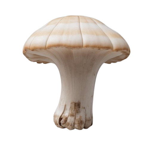 king oyster mushrooms