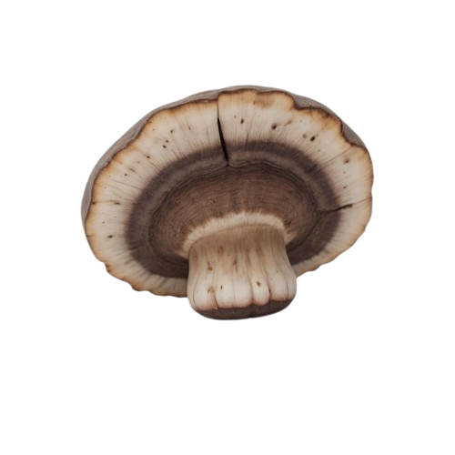 portobello mushrooms