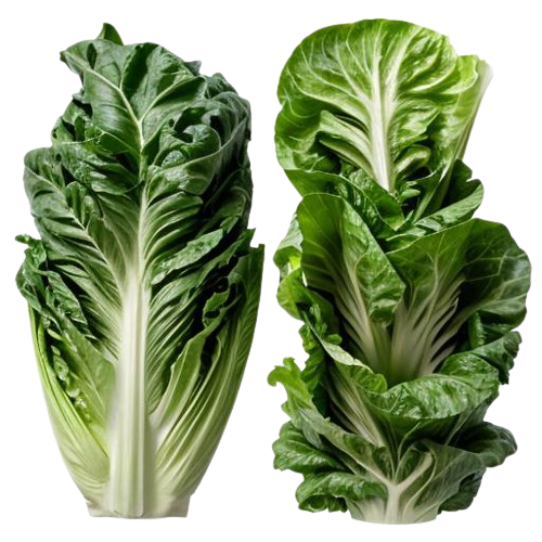 lettuce
