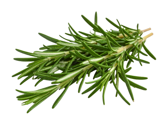 fresh rosemary