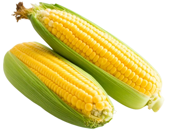 sweet corn