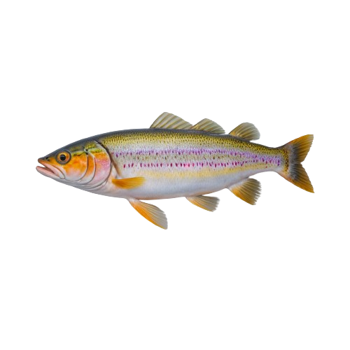 steelhead trout fillets