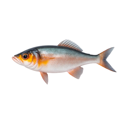 firm white fish fillets