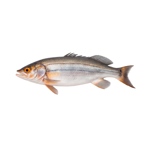 white fish