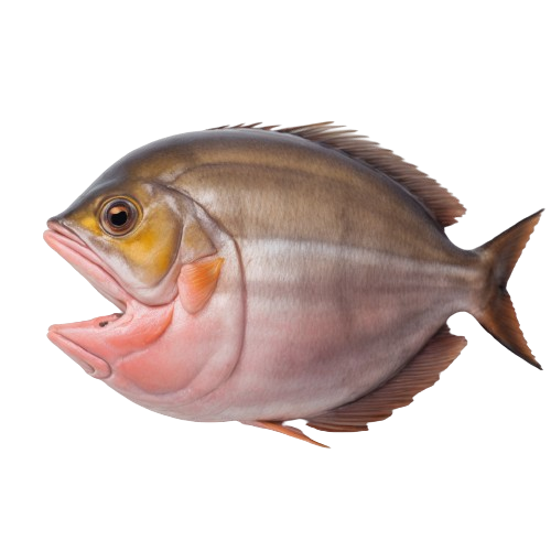 Sashimi Grade Yellowfin Tuna